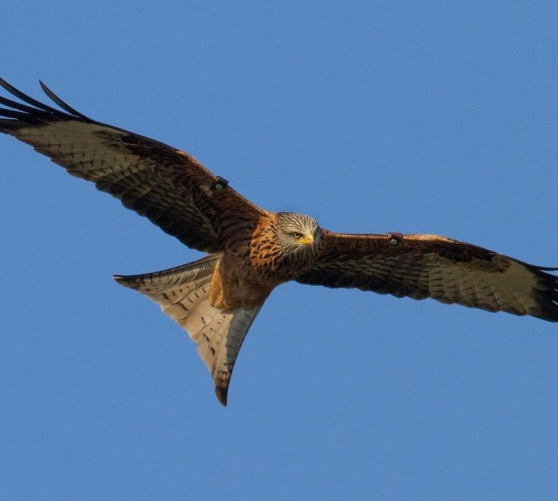 red-kite-soaring-blue-sky-background