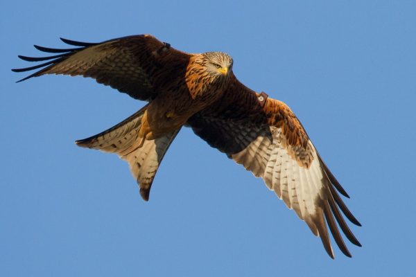 red-kite-in-flight-looking-towards-ground