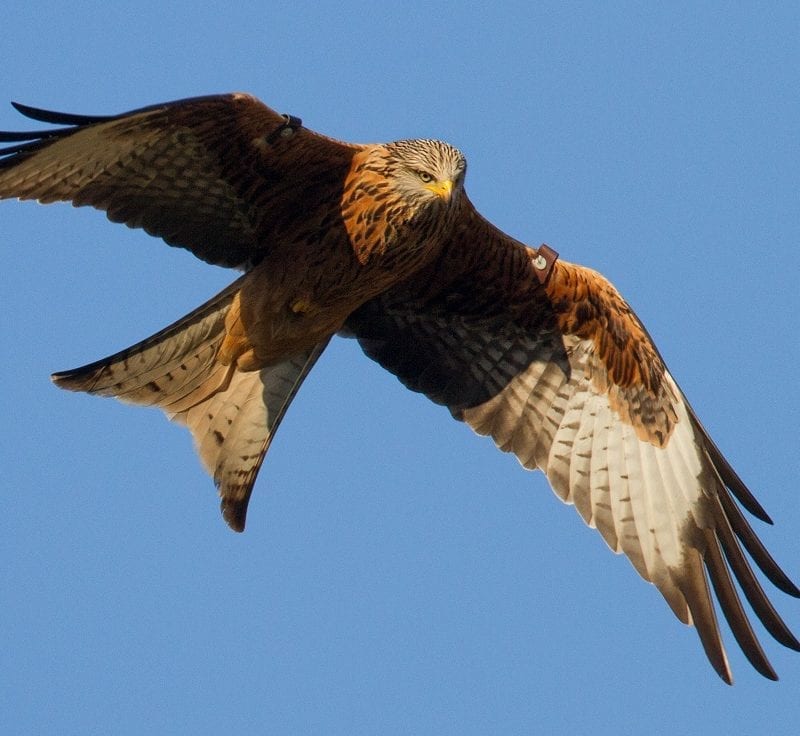 red-kite-in-flight-looking-towards-ground