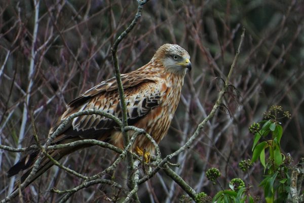 red-kite-perched-on-branch