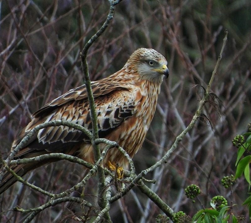 red-kite-perched-on-branch