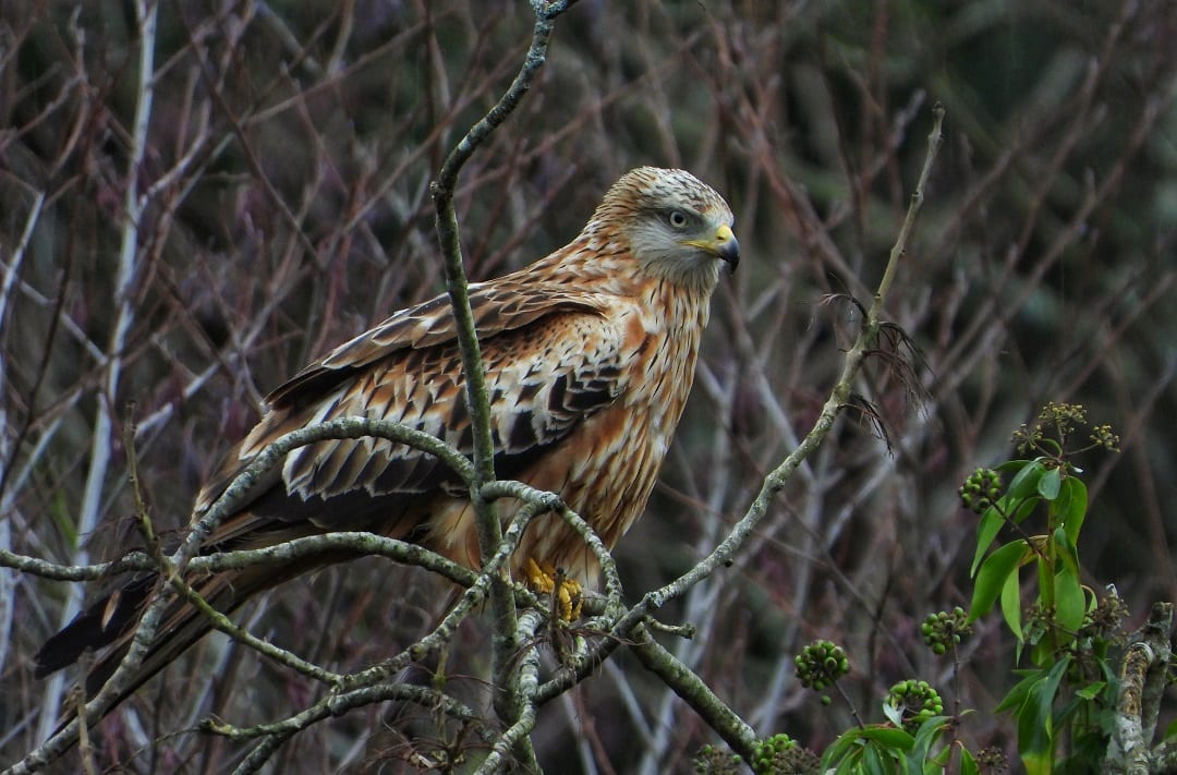 red-kite-perched-on-branch