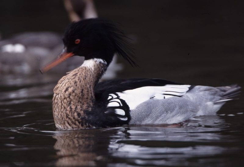 male-red-breasted-merganser-on-water