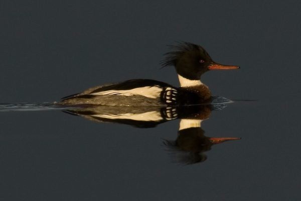 male-red-breasted-merganser-on-water