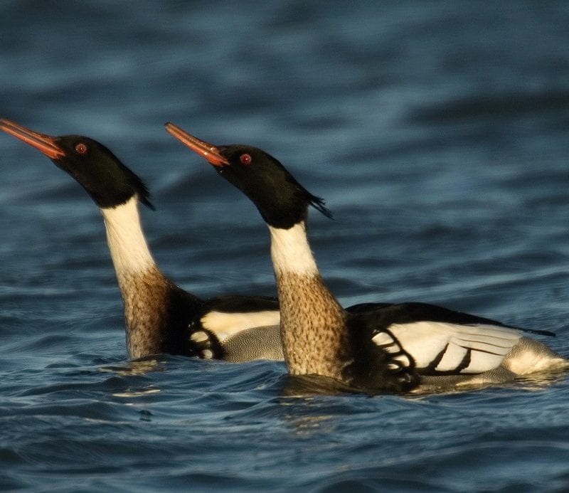 two-red-breasted-merganser-males-swimming-side-by-side