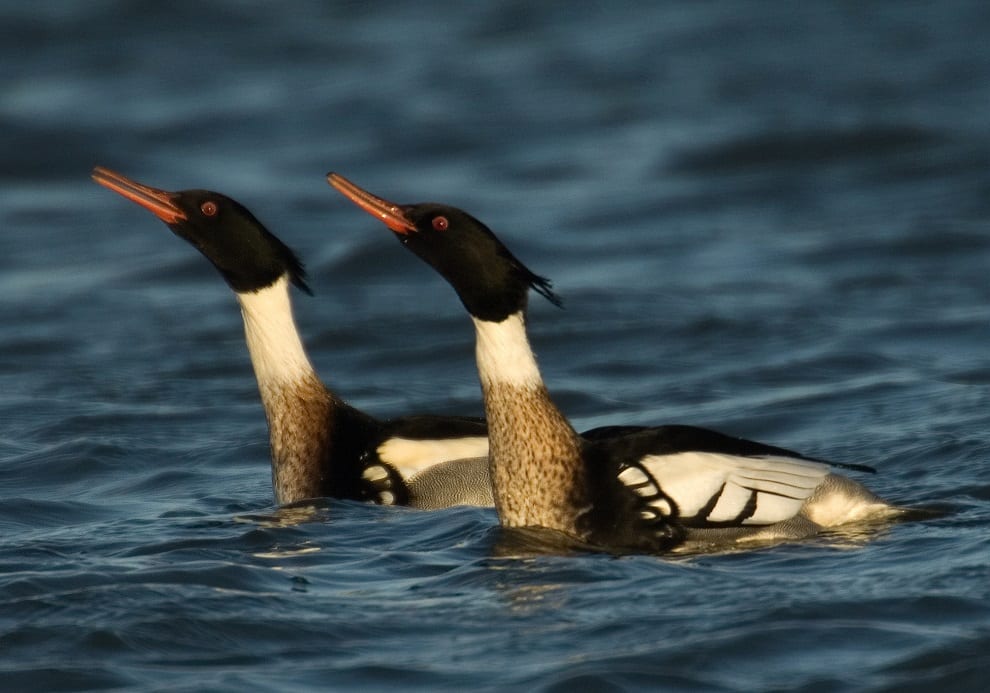 two-red-breasted-merganser-males-swimming-side-by-side