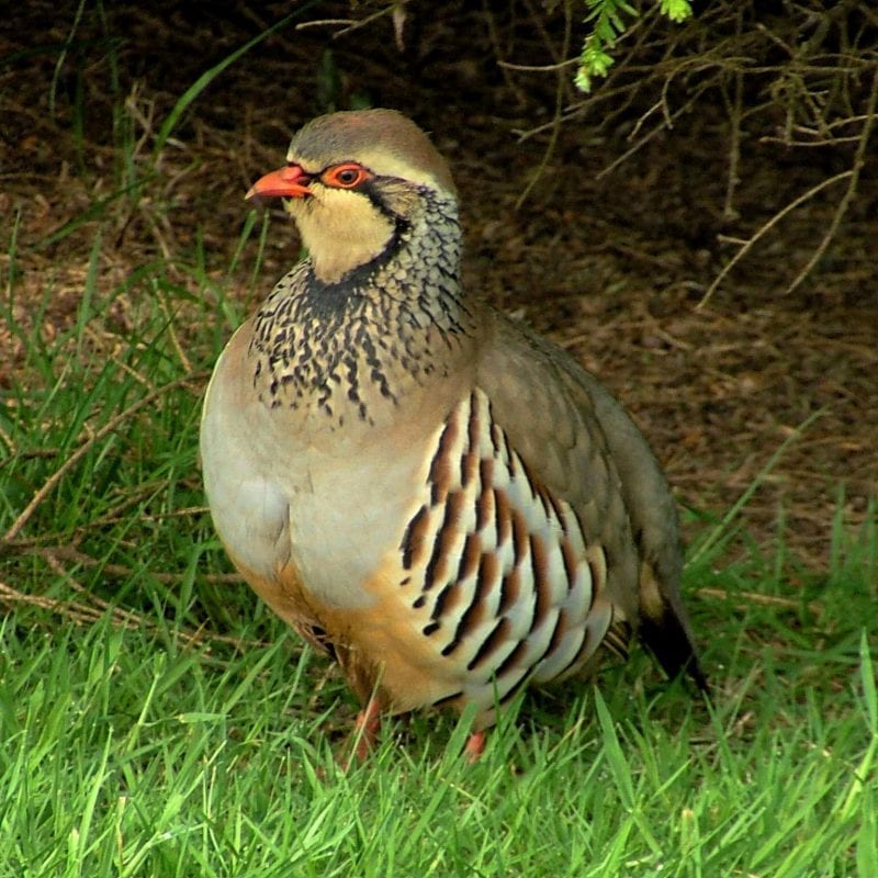 red-legged-partridge-hiding-in-grass-under-a-bush