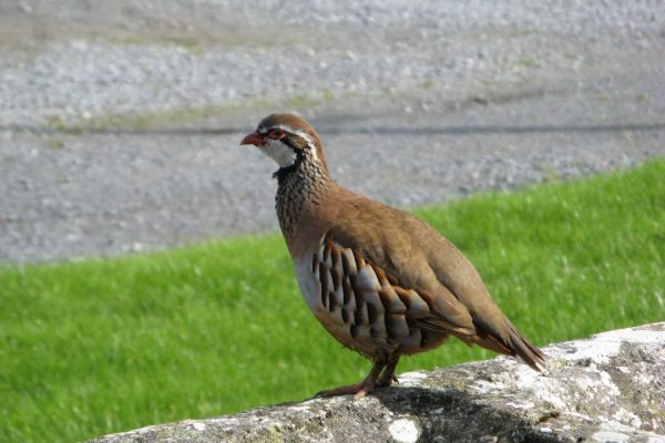red-legged-partridge-standing-on-stone-wall