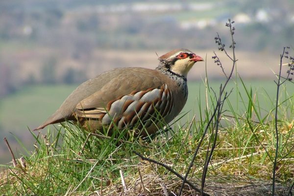 red-legged-partridge-standing-in-grass