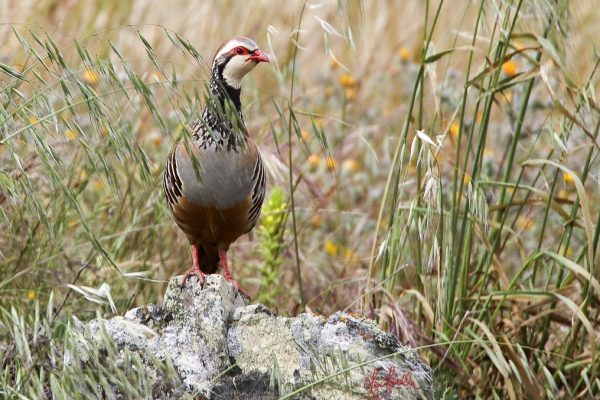 red-legged-partridge-standing-on-rock