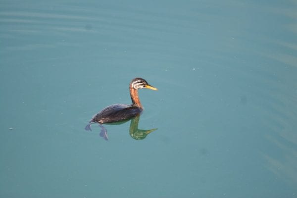 juvenile-red-necked-grebe-swimming