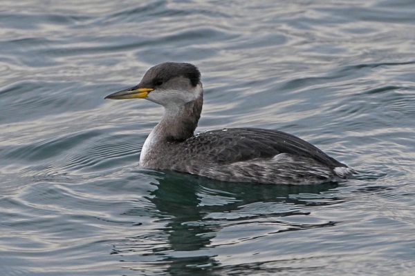red-necked-grebe-swimming-in-winter