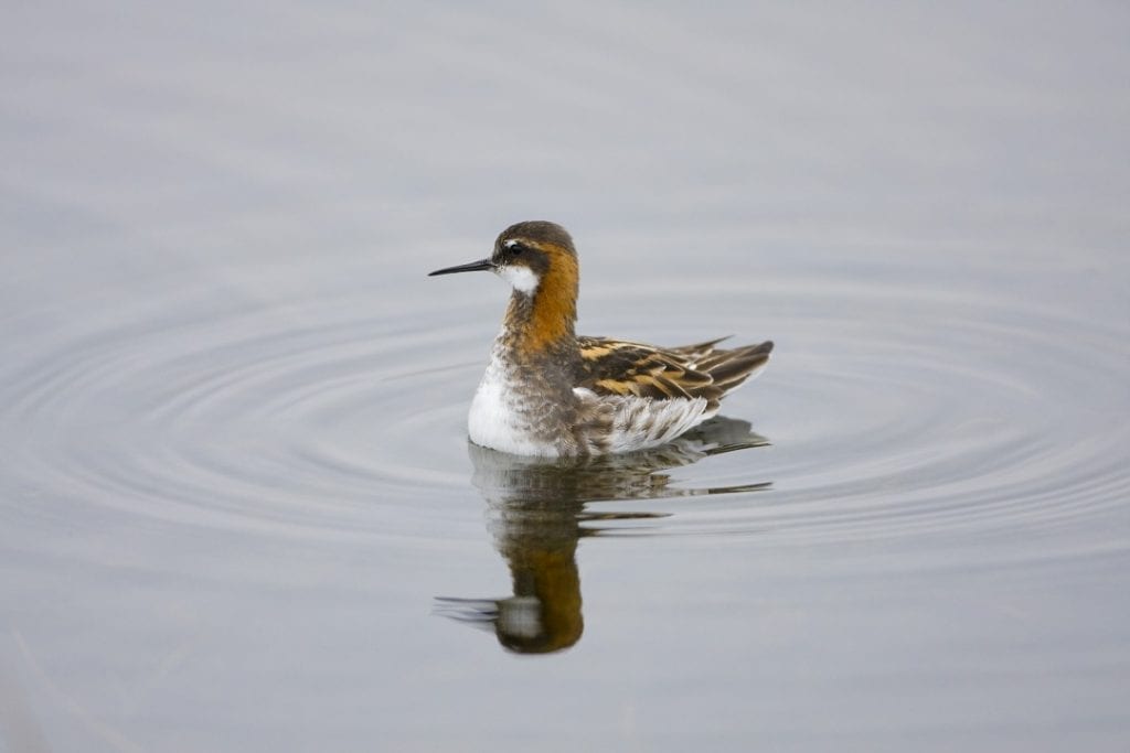 red-necked-phalarope-swimming