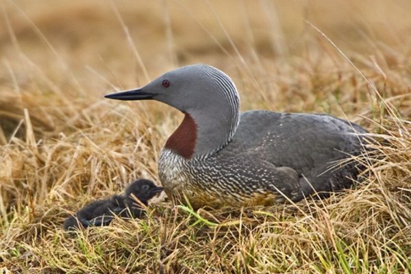 Red-throated-Diver-with-chick-and-egg