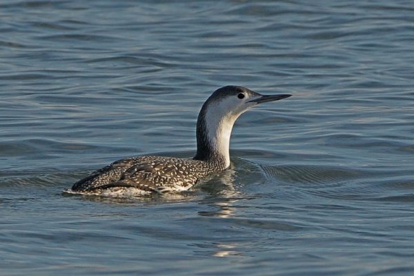 red-throated-diver-in-winter-plumage-swimming