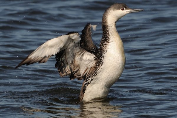 red-throated-diver-on-water-stretching-wings