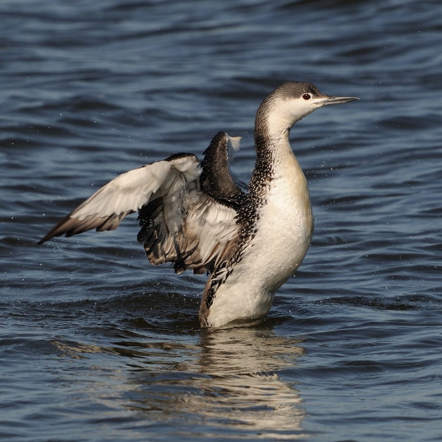 red-throated-diver-on-water-stretching-wings