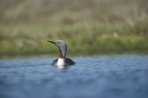red-throated-diver-adult-summer-plumage-swimming