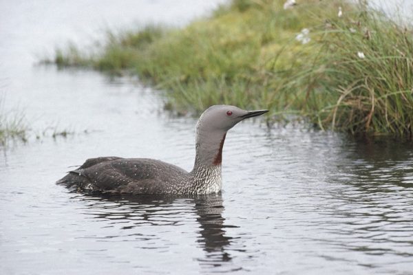 Red-throated-diver-adult-summer-plumage-swimming