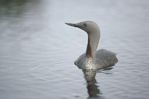 Red-throated-diver-adult-Summer-plumage-swimming-