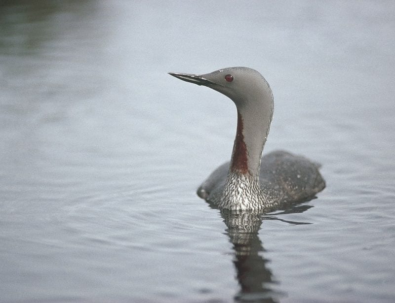 Red-throated-diver-adult-Summer-plumage-swimming-
