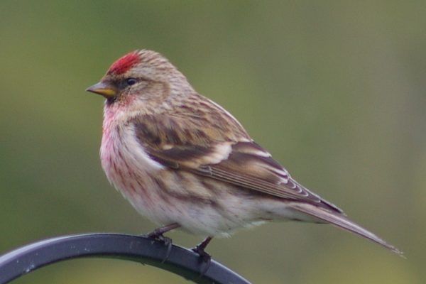 Redpoll (Sean O'Rourke) Redpoll (Sean O'Rourke)