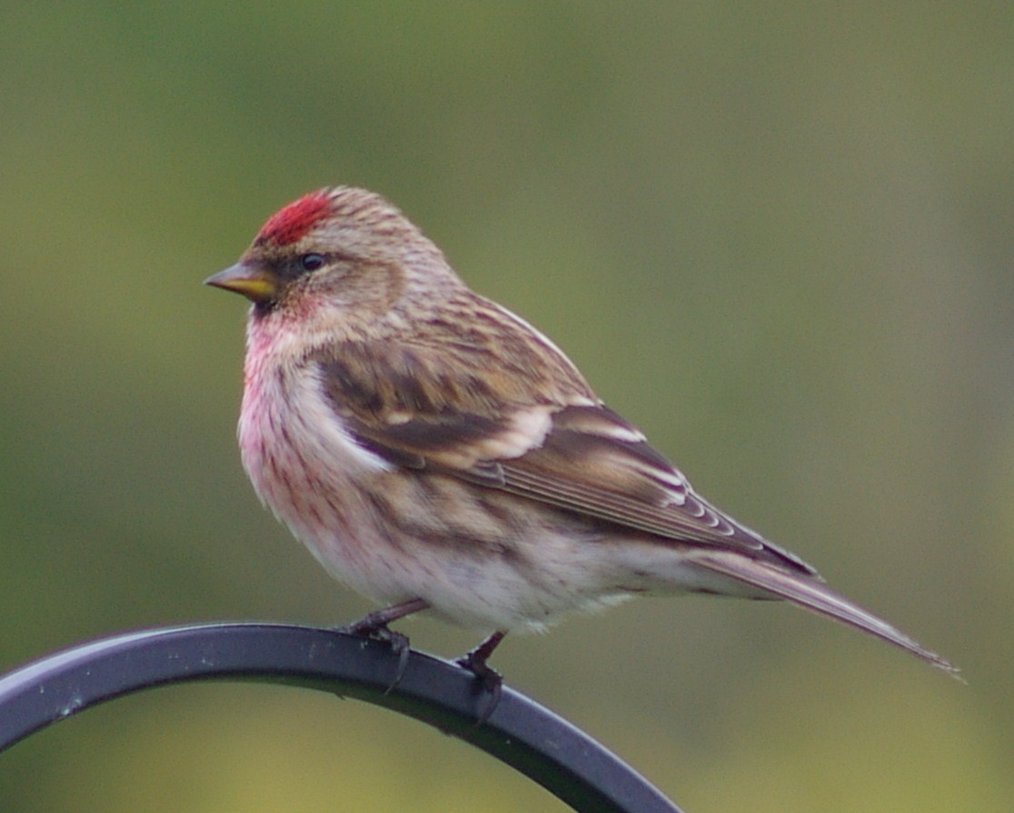 Lesser Redpoll - Birdwatch Ireland