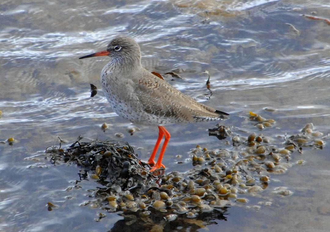 Redshank-by-shore