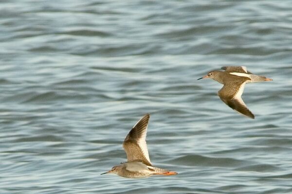 two-redshank-flying-left-across-the-sea