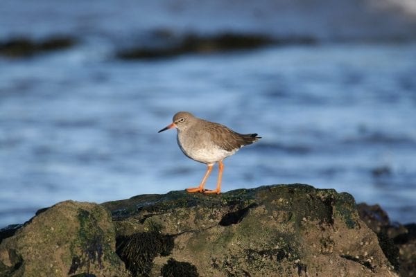 redshank-standing-on-a-distant-rock-sea-background