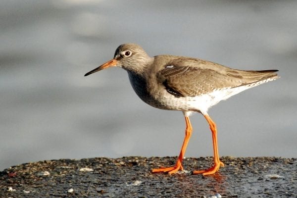 redshank-standing-on-wall