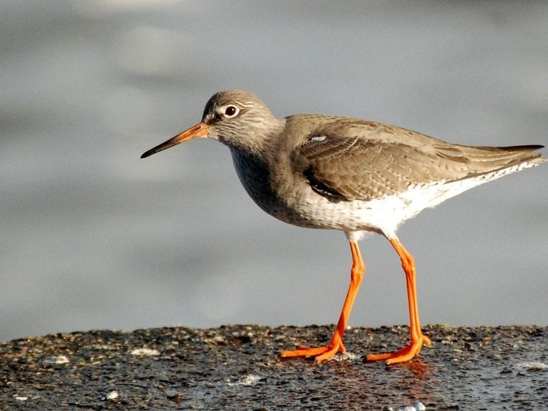 redshank-standing-on-wall