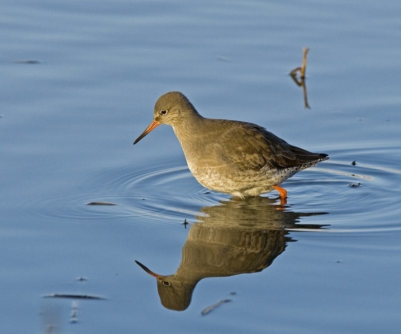 redshank-wading-in-deep-water-looking-for-food