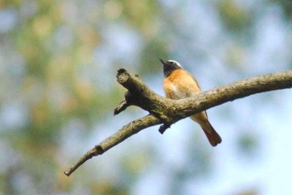 redstart-perched-in-tree