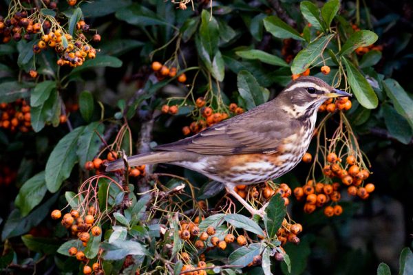 redwing-standing-on-branch-with-orange-berries