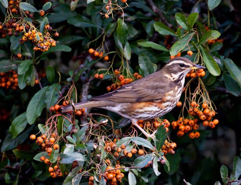 redwing-standing-on-branch-with-orange-berries