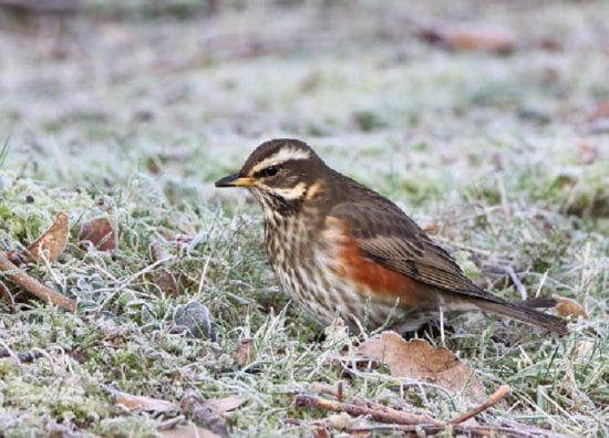 Redwing - BirdWatch Ireland