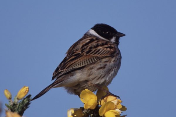 male-reed-bunting-perched-on-top-of-gorse