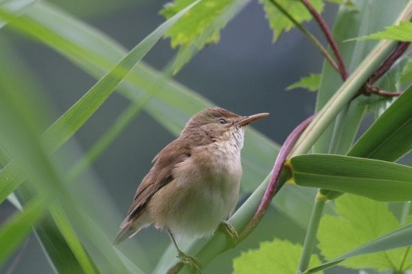 reed-warbler-perched-on-vines