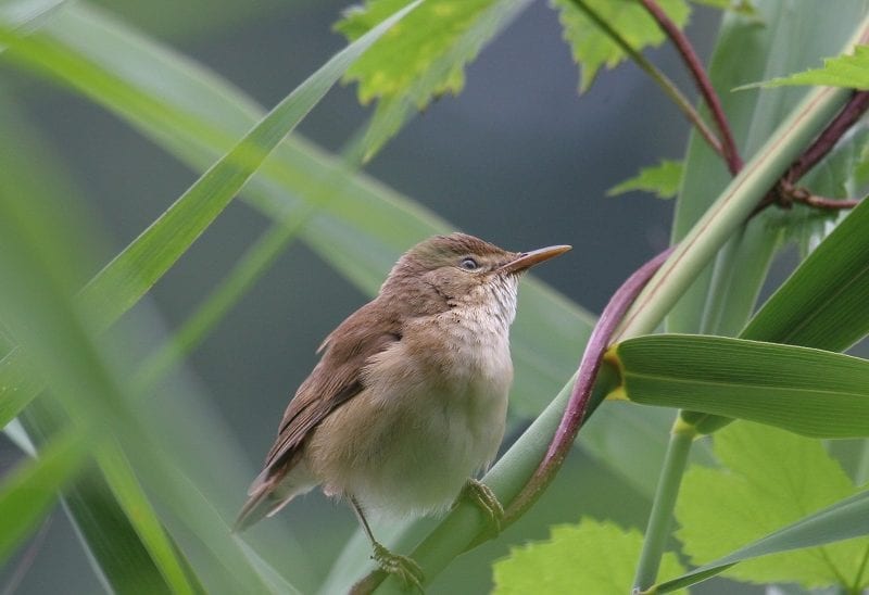 reed-warbler-perched-on-vines