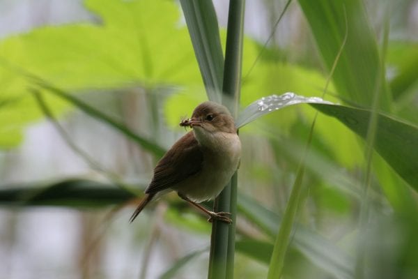 reed-warbler-perched-on-tall-grass-with-insect-prey