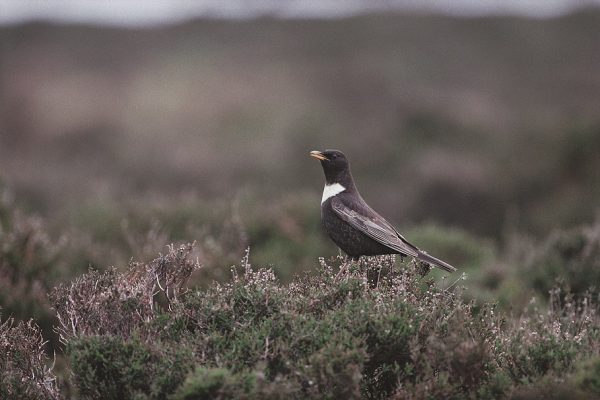 ring-ouzel-standing-in-heath