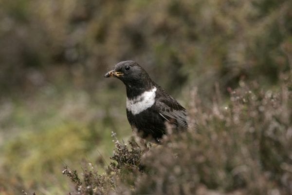 male-ring-ouzel-standing-in-heather