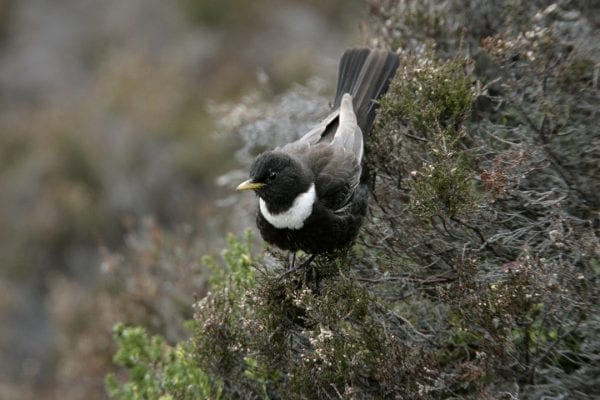 male-ring-ouzel-descending-through-heather