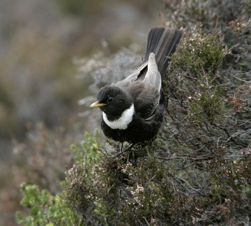 male-ring-ouzel-descending-through-heather
