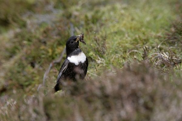 ring-ouzel-with-worms-prey-in-beak