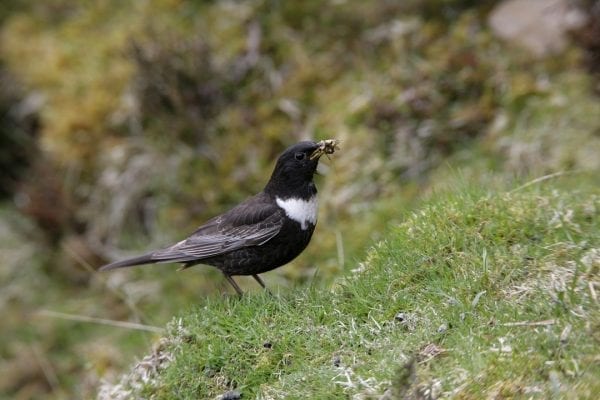 ring-ouzel-standing-on-grass-bank-with-worms-in-beak