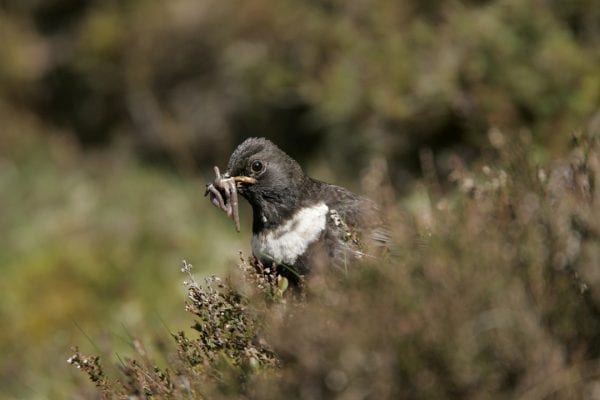 ring-ouzel-with-worms-in-beak