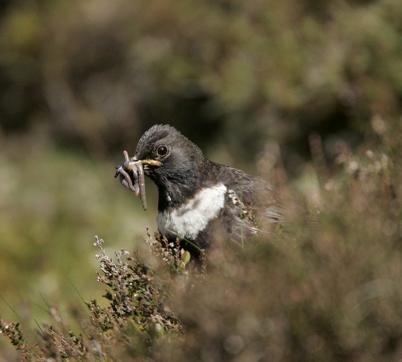 ring-ouzel-with-worms-in-beak