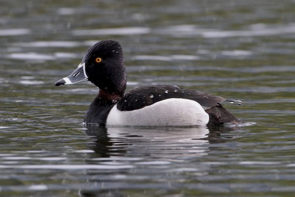 ring-necked-duck-swimming